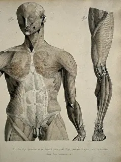 Left, muscles of the head and trunk (front view); right, muscles of the... between 1800 and 1899. Creator: Unknown