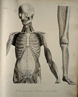 Ribcage Prints: Left, muscles of the head and trunk (front view); right