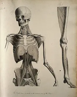 Left, muscles of the head and trunk (front view); right, muscles of the... between 1800 and 1899. Creator: Unknown