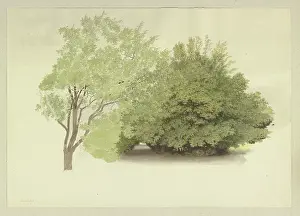 Details Prints: On the left, a tree; on the right