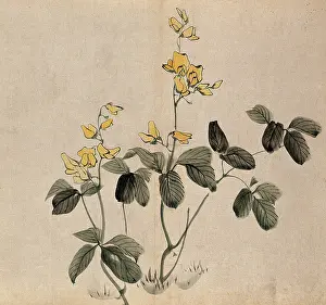 Flowering Prints: A leguminous plant: two stems with yellow flowers. Creator: Unknown
