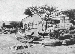 Export Prints: L'emballage des dents d'elephants pour l'exportation; Le Nord-Est Africain