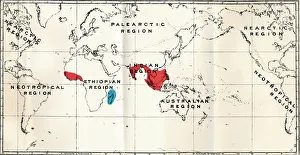 World Map Prints: Lemuroidea - III. Map, Showing the distribution of the Family Chiromyidae and of the Sub-families