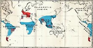 World Map Prints: Lemuroidea - IV. Map, Showing distribution of Living (Blue) and Fossil (Red) Anthropoidea