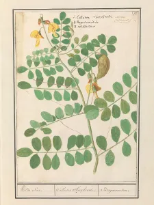 Deck Paint Prints: Lentil (Lens culinaris), 1596-1610. Creators: Anselmus de Boodt, Elias Verhulst