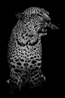 Fierce Gallery: The Leopard. Creator: Viet Chu