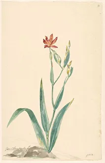 Leen Willem Van Prints: Leopard flower in a landscape, c.1775-c.1825. Creator: Willem van Leen