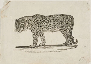 Woodcutwoodcut On Ivory Wove Paper Collection: Leopard, n.d. Creator: Thomas Bewick