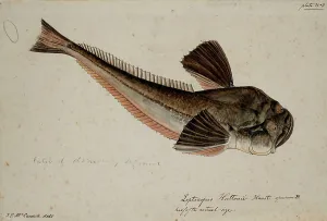 Leptoscopus huttonii, Haast specimen B, 1872. Creator: James Francis McCardell