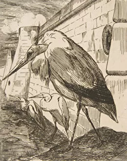 Stork Gallery: Les Cigognes, 1870s. 1870s. Creator: Felix Bracquemond