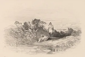 Ardeidae Gallery: Les Deux Herons. Creator: Karl Bodmer
