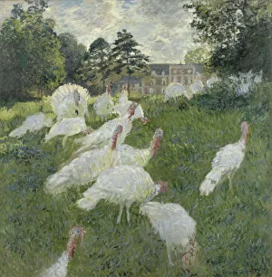 Les dindons