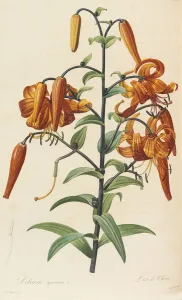 Les liliacees, 1804-1815. Creator: Redoute, Pierre-Joseph (1759-1840)