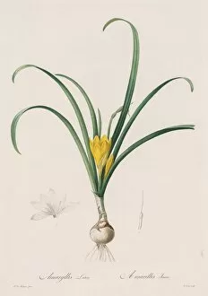 Henry Joseph Redouté Gallery: Les Liliacees: Amaryllis Lutes, 1802-1816. Creator: Henry Joseph Redoute (French