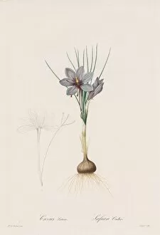 Henry Joseph Redoute French Gallery: Les Liliacees: Crocus Sativus, 1802-1816. Creator: Henry Joseph Redoute (French