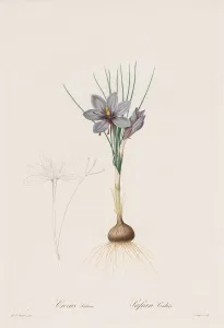 Henry Joseph Redouté Gallery: Les Liliacees: Crocus Sativus, 1802-1816. Creator: Henry Joseph Redoute (French