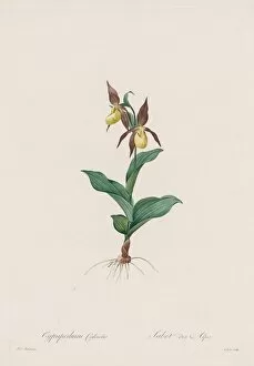 Henry Joseph Redoute French Gallery: Les Liliacees: Cypripedium calceolus, 1802-1816. Creator: Henry Joseph Redoute (French