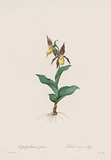 Henry Joseph Redoute French Prints: Les Liliacees: Cypripedium calceolus, 1802-1816. Creator: Henry Joseph Redoute (French