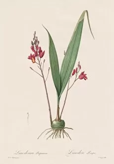 1766 1853 Gallery: Les Liliacees: Limodorum purpureum, 1802-1816. Creator: Henry Joseph Redoute (French