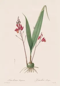 Henry Joseph Redoute French Prints: Les Liliacees: Limodorum purpureum, 1802-1816. Creator: Henry Joseph Redoute (French
