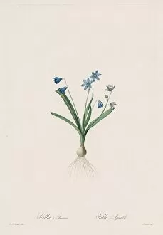 1766 1853 Gallery: Les Liliacees: Scilla amaena, 1802-1816. Creator: Henry Joseph Redoute (French