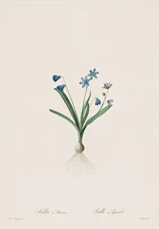 Henry Joseph Redouté Gallery: Les Liliacees: Scilla amaena, 1802-1816. Creator: Henry Joseph Redoute (French