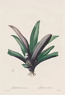 1766 1853 Gallery: Les Liliacees: Tradescantia discolour, 1802-1816. Creator: Henry Joseph Redoute (French