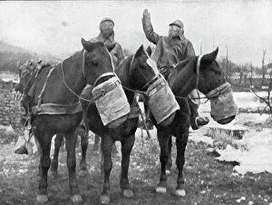 Precaution Prints: Les precautions contre les gaz; Les chevaux ont aussi leur appareil special