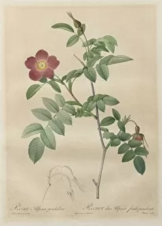 Henry Joseph Redoute French Gallery: Les Roses: Rosa alpina pendulina, 1817-1824. Creator: Henry Joseph Redoute (French