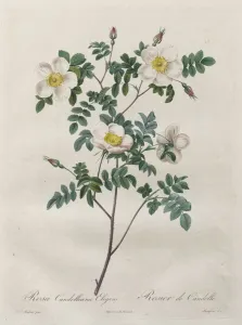 Henry Joseph Redoute French Prints: Les Roses: Rosa Candolleana Elegans, 1817-1824. Creator: Henry Joseph Redoute (French
