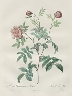 Henry Joseph Redouté Gallery: Les Roses: Rosa cinnamomea, 1817-1824. Creator: Henry Joseph Redoute (French, 1766-1853)