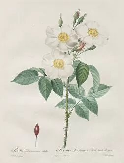 Henry Joseph Redouté Gallery: Les Roses: Rosa Damascena, subalba, 1817-1824. Creator: Henry Joseph Redoute (French