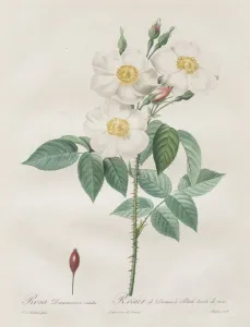 Henry Joseph Redoute French Prints: Les Roses: Rosa Damascena, subalba, 1817-1824. Creator: Henry Joseph Redoute (French