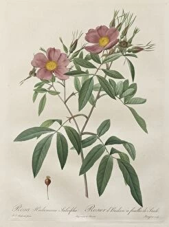 Henry Joseph Redoute French Gallery: Les Roses: Rosa Hudsoniana Salicifolia, 1817-1824. Creator: Henry Joseph Redoute (French