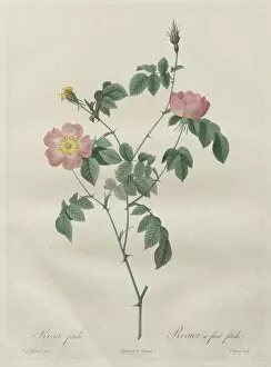 1766 1853 Gallery: Les Roses: Rosa indica, 1817-1824. Creator: Henry Joseph Redoute (French, 1766-1853)