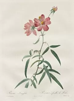 Henry Joseph Redoute French Gallery: Les Roses: Rosa Longifolia, 1817-1824. Creator: Henry Joseph Redoute (French, 1766-1853)