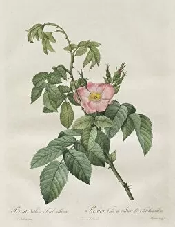Henry Joseph Redoute French Gallery: Les Roses: Rosa Villosa Terebenthina, 1817-1824. Creator: Henry Joseph Redoute (French