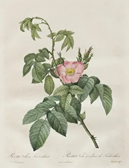 Henry Joseph Redoute French Prints: Les Roses: Rosa Villosa Terebenthina, 1817-1824. Creator: Henry Joseph Redoute (French