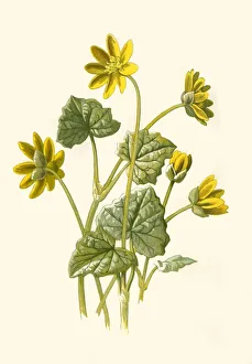 Heart Shaped Prints: Lesser Celandine, 1877. Creator: Frederick Edward Hulme