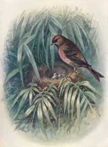 W Chambers Prints: Lesser Redpoll - Lino ta rufes cens, c1910, (1910). Artist: George James Rankin