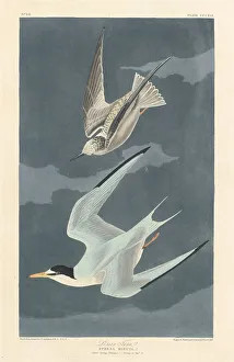 Sternidae Prints: Lesser Tern, 1836. Creator: Robert Havell