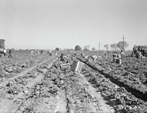 Furrows Prints: Lettuce cutting in the Imperial Valley, California, 1937. Creator: Dorothea Lange