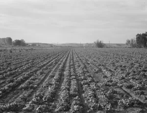 Lettuce Prints: Lettuce field near Ontario, Malheur County, Oregon, 1939. Creator: Dorothea Lange