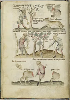 Zodiac Signs Prints: Liber Astrologiae