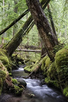 Stream Gallery: Lifeblood of the Forest. Creator: Joshua Johnston