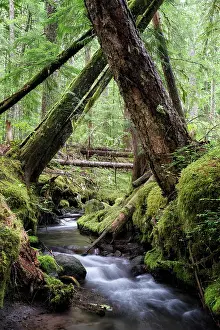 Pacific North West Prints: Lifeblood of the Forest. Creator: Joshua Johnston