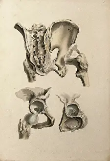 Cheselden William Prints: Ligaments of hip-bone and femur (thigh-bone), 1830-1835. Creator: Unknown