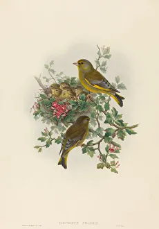 Chick Prints: Ligurinus chloris (Greenfinch). Creators: John Gould, Henry Constantine Richter