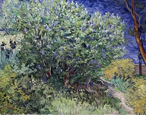 Lilac Collection: Lilac Bush, 1889. Artist: Vincent van Gogh