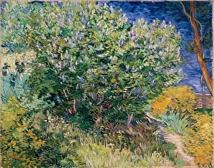 Vincent Prints: Lilac Bush, 1889. Creator: Vincent van Gogh